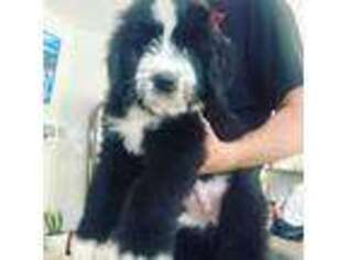 Bernese Mountain Dog Puppy for sale in Charlotte, NC, USA