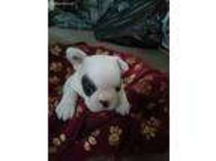 French Bulldog Puppy for sale in Belleville, PA, USA