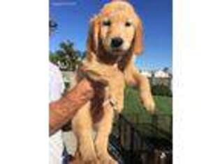 Golden Retriever Puppy for sale in San Clemente, CA, USA