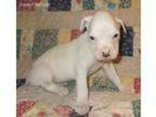 Boxer Puppy for sale in Avenel, NJ, USA