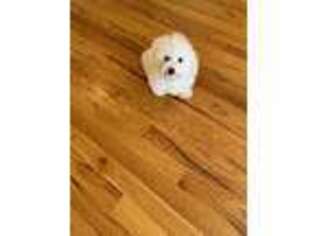 Bichon Frise Puppy for sale in King George, VA, USA