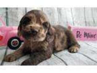 Cocker Spaniel Puppy for sale in Holden, MO, USA