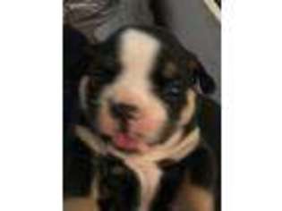 Bulldog Puppy for sale in Louisville, KY, USA