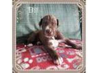Great Dane Puppy for sale in Bloomville, OH, USA