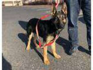German Shepherd Dog Puppy for sale in Evans, WA, USA