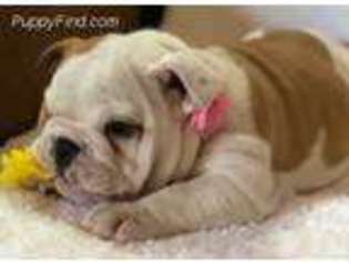 Bulldog Puppy for sale in New London, MN, USA