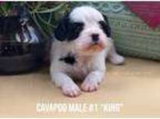 Cavapoo Puppy for sale in Mena, AR, USA