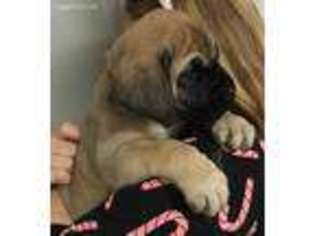 Mastiff Puppy for sale in Covington, IN, USA