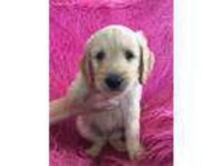 Goldendoodle Puppy for sale in Ehrhardt, SC, USA