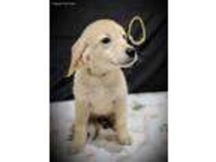 Golden Retriever Puppy for sale in Republic, MO, USA