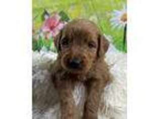 Goldendoodle Puppy for sale in Canyon, TX, USA
