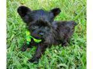 Yorkshire Terrier Puppy for sale in Cornelius, NC, USA