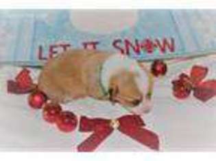 Pembroke Welsh Corgi Puppy for sale in Farmersville, TX, USA