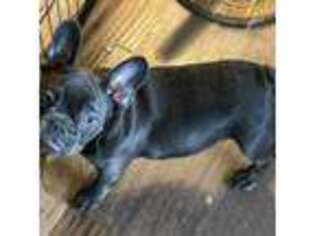 French Bulldog Puppy for sale in San Luis Obispo, CA, USA