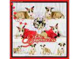 Bull Terrier Puppy for sale in Rochester, NY, USA