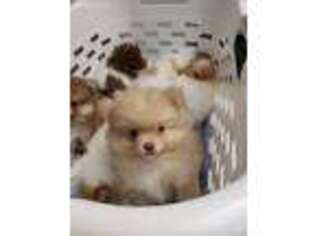 Pomeranian Puppy for sale in Forked River, NJ, USA