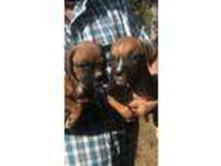 Boxer Puppy for sale in Hazlehurst, GA, USA