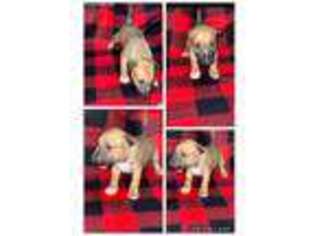 Bull Terrier Puppy for sale in Odessa, TX, USA