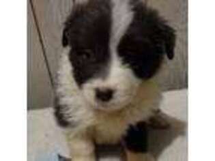 Border Collie Puppy for sale in Venango, PA, USA