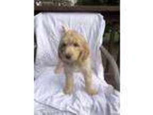 Goldendoodle Puppy for sale in Chilhowie, VA, USA