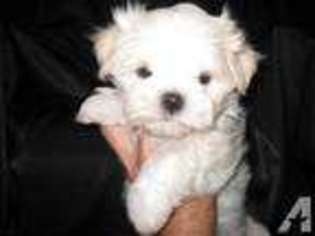 Maltese Puppy for sale in MAGNOLIA, NC, USA