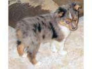 Miniature Australian Shepherd Puppy for sale in Pleasant Garden, NC, USA