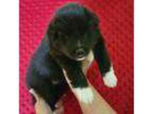Shetland Sheepdog Puppy for sale in Sheridan, OR, USA