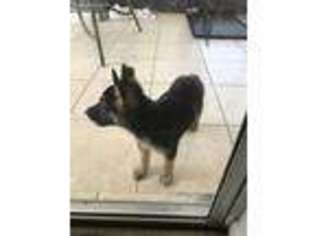 German Shepherd Dog Puppy for sale in Oldsmar, FL, USA