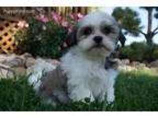 Mal-Shi Puppy for sale in Boyden, IA, USA