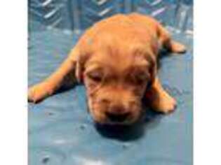 Golden Retriever Puppy for sale in Erie, CO, USA