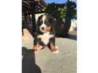 Bernese Mountain Dog Puppy for sale in Baldwin Park, CA, USA