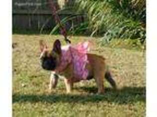 French Bulldog Puppy for sale in London, KY, USA