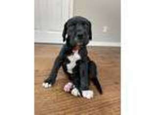 Great Dane Puppy for sale in Hackettstown, NJ, USA