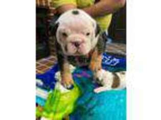Bulldog Puppy for sale in Rosedale, MD, USA