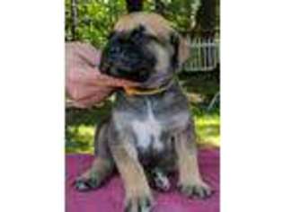 Boerboel Puppy for sale in Weedsport, NY, USA