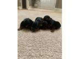 Yorkshire Terrier Puppy for sale in Montgomery, IL, USA