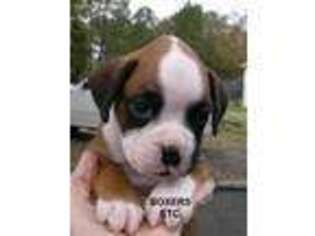 Boxer Puppy for sale in Nicholls, GA, USA