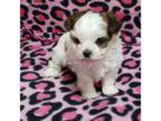 Shorkie Tzu Puppy for sale in Edwardsville, IL, USA
