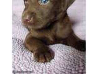Labrador Retriever Puppy for sale in Gobles, MI, USA
