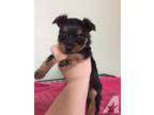 Yorkshire Terrier Puppy for sale in Valrico, FL, USA