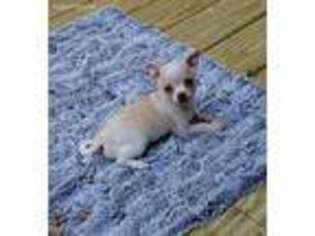 Chihuahua Puppy for sale in Hope Valley, RI, USA