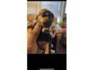 Yorkshire Terrier Puppy for sale in Stone Mountain, GA, USA