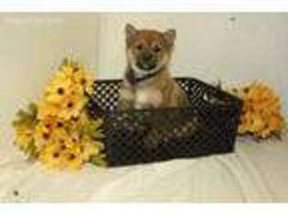Shiba Inu Puppy for sale in Bridgewater, SD, USA