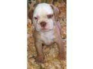 Olde English Bulldogge Puppy for sale in Decatur, AL, USA