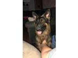 German Shepherd Dog Puppy for sale in Bethel, OH, USA