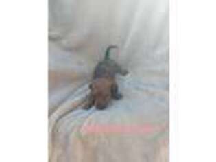 Dachshund Puppy for sale in Valliant, OK, USA