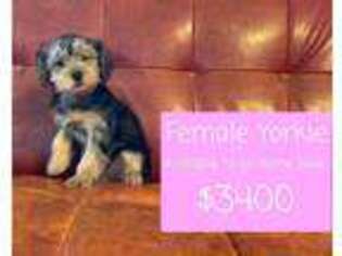 Yorkshire Terrier Puppy for sale in Tucson, AZ, USA