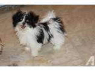 Mi-Ki Puppy for sale in THAYER, KS, USA
