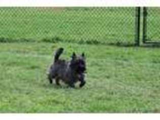Cairn Terrier Puppy for sale in Longview, WA, USA