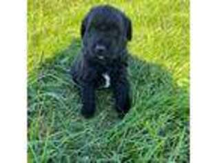Labradoodle Puppy for sale in Kalona, IA, USA